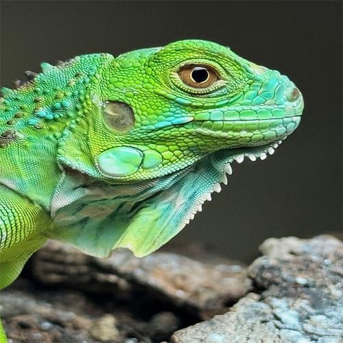 Yeşil iguana 6 Aylık Çipli Cities (Resmi Belgeli)