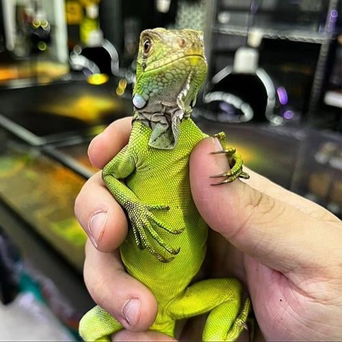 Yeşil iguana 6 Aylık Çipli Cities (Resmi Belgeli)