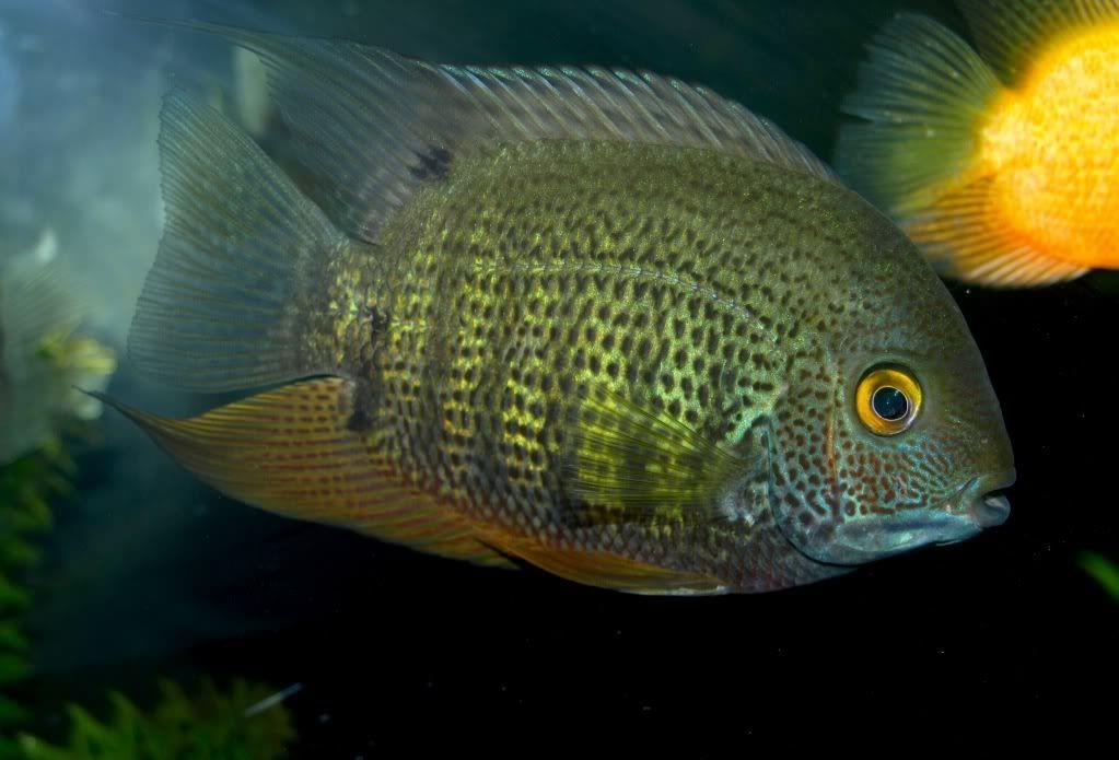 Yeşil Severyum 7-8 Cm