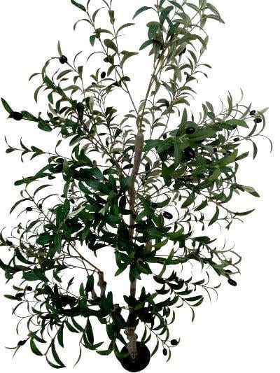 1 Adet 185cm Yapay Zeytin Ağacı