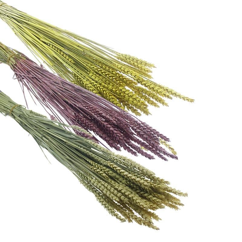 1 Bağ Kurutulmuş Doğal Renkli Buğday Başağı Tarwe