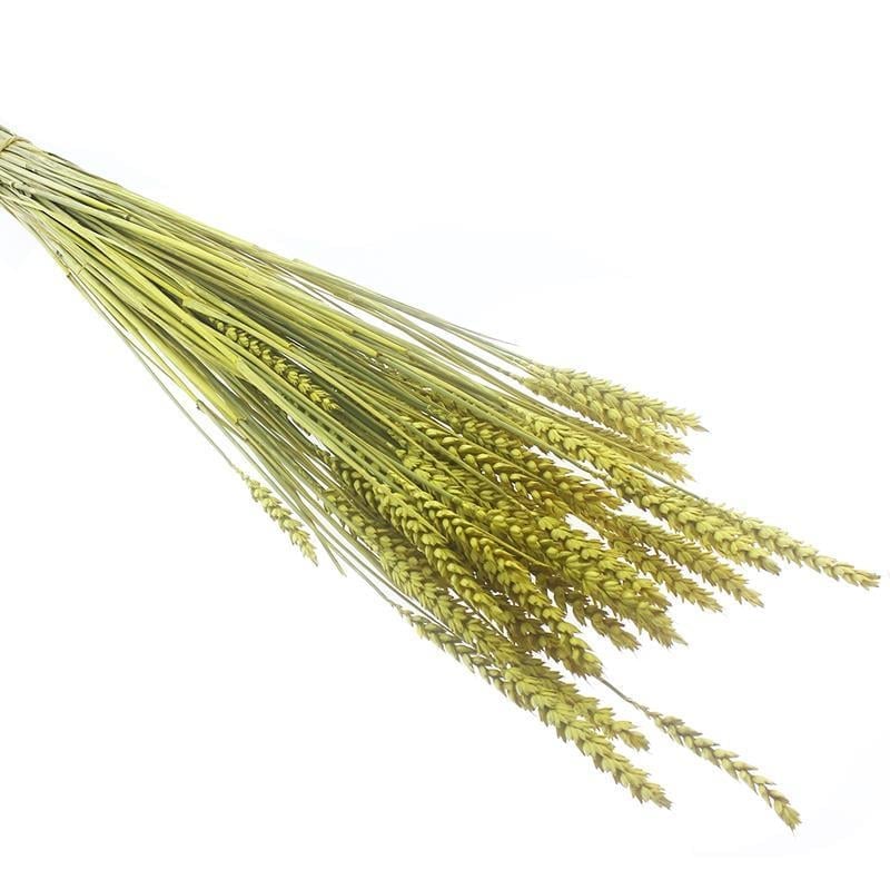 1 Bağ Kurutulmuş Doğal Renkli Buğday Başağı Tarwe