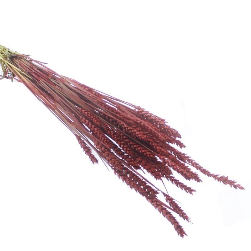 1 Bağ Kurutulmuş Doğal Renkli Buğday Başağı Tarwe