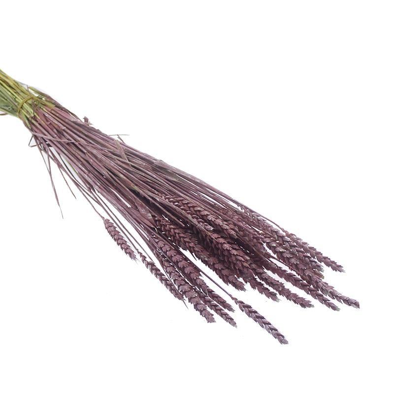 1 Bağ Kurutulmuş Doğal Renkli Buğday Başağı Tarwe