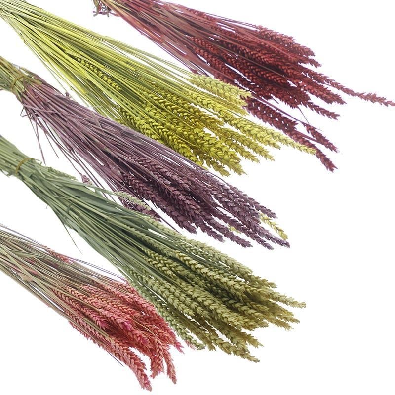 1 Bağ Kurutulmuş Doğal Renkli Buğday Başağı Tarwe