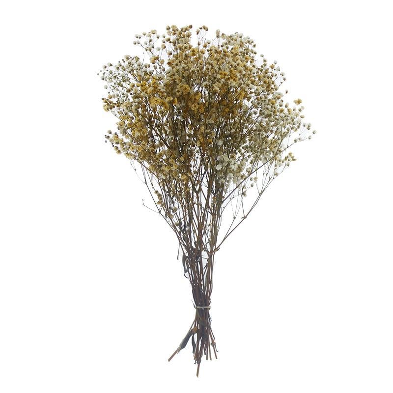 1 Bağ Şoklanmış Doğal Cipso Pıtırcık