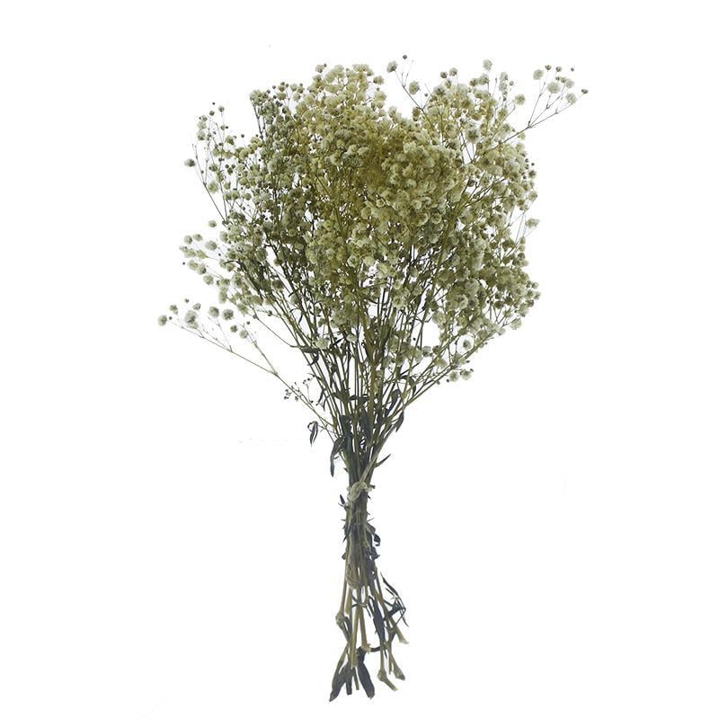 1 Bağ Şoklanmış Doğal Cipso Pıtırcık