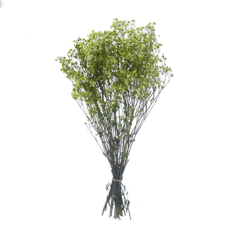 1 Bağ Şoklanmış Doğal Cipso Pıtırcık