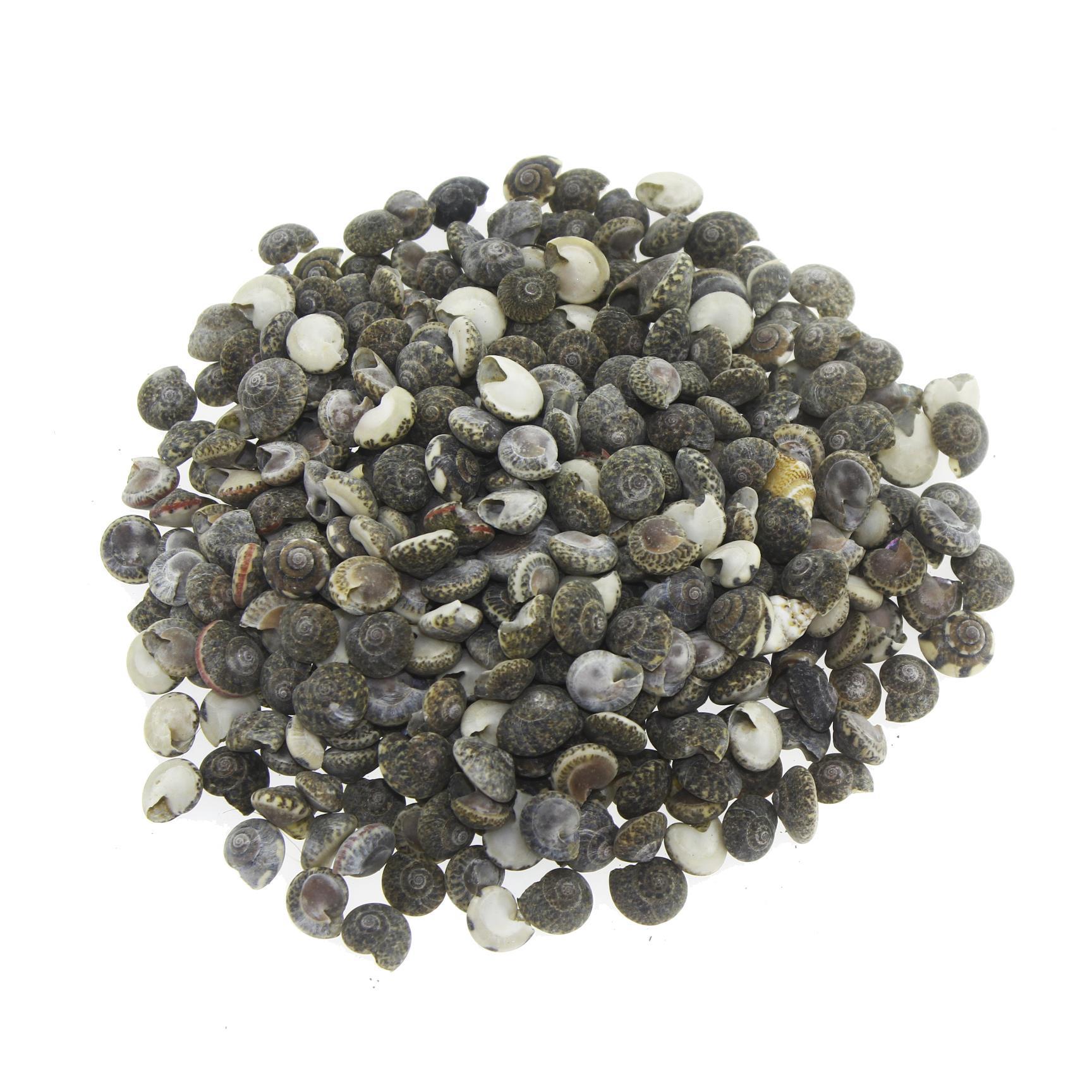 100gr. Umbinium Doğal Deniz Kabuğu