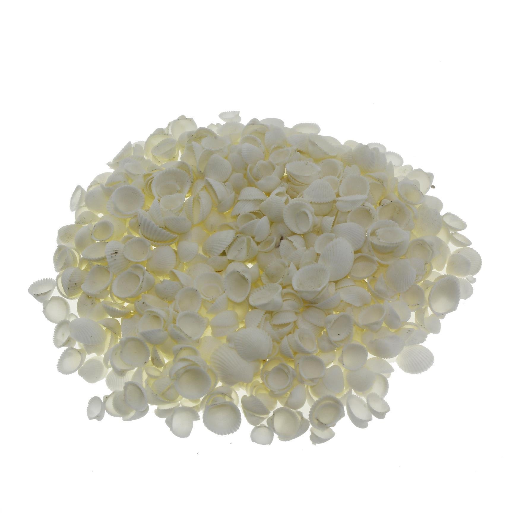 100gr. Mini Clam Rose Deniz Kabuğu