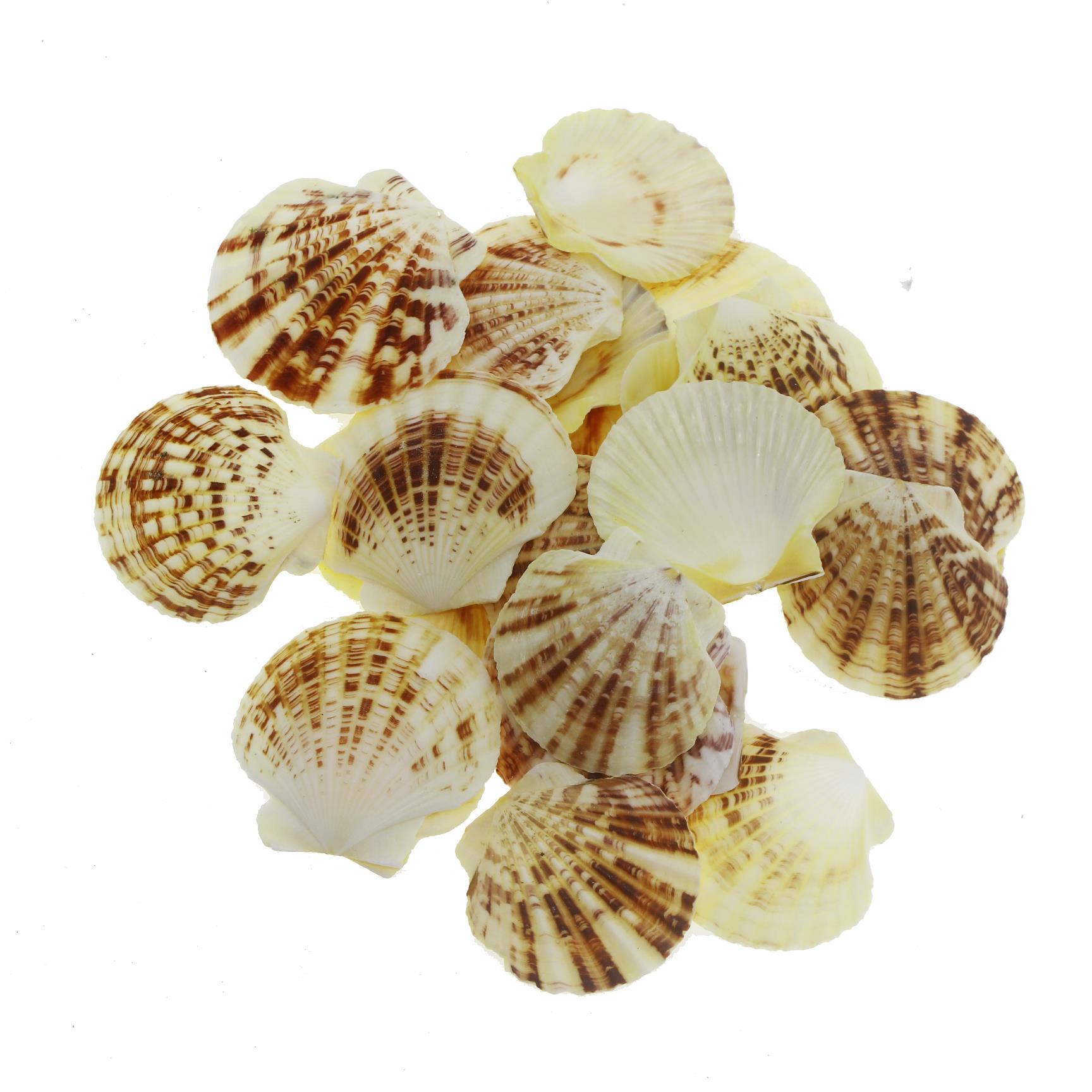 100gr. 4-6cm Pecten Macaranses Doğal Deniz Kabuğu