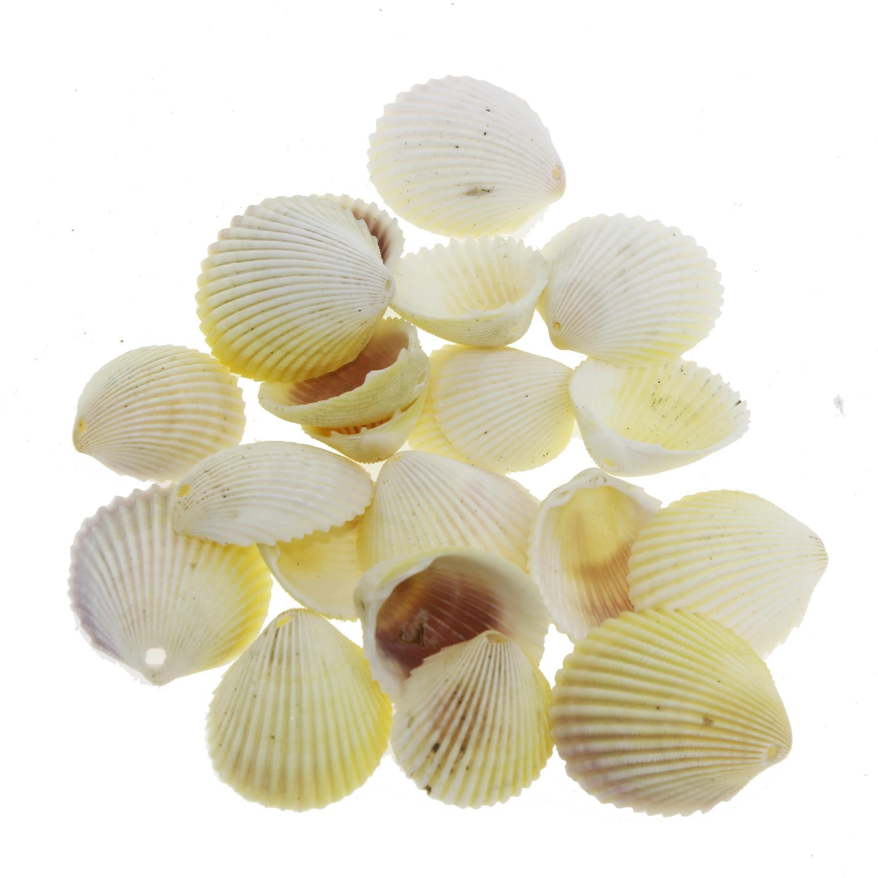 100gr. 3-4cm White Cockles Doğal Deniz Kabuğu Delikli