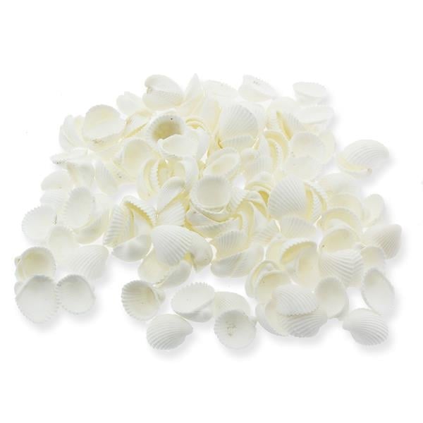 1kg Clam Rose 1-1,5cm Doğal Deniz Kabuğu