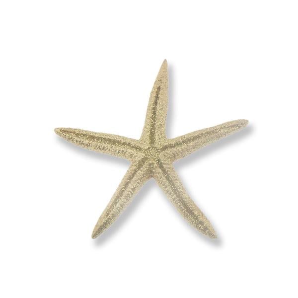 24 Adet Deniz Yıldızı Biblo