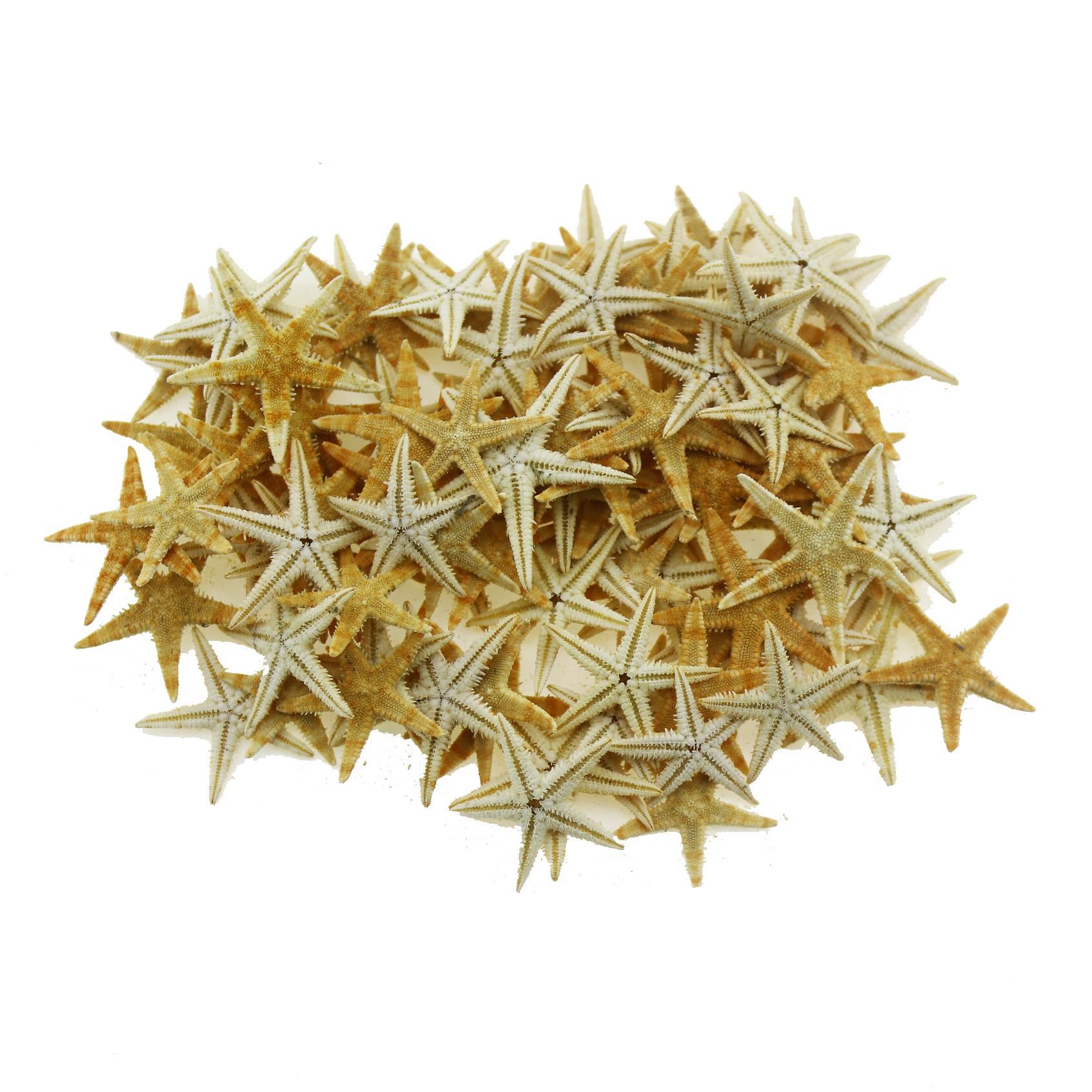 50 Adet 2-3cm Doğal Deniz Yıldızı