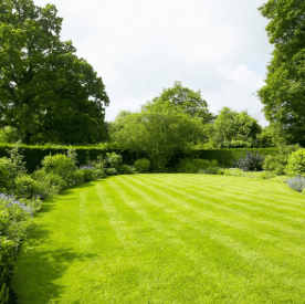 3lü Karışım Çim Tohumu