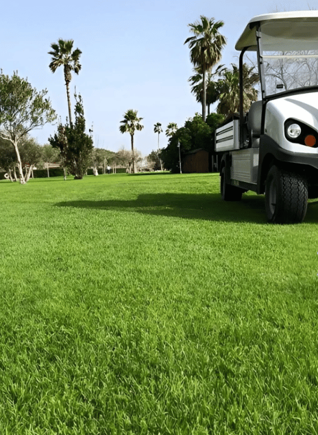 3lü Karışım Çim Tohumu