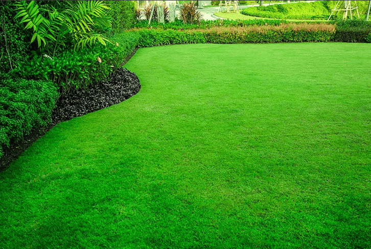 4lü Karışım Çim Tohumu