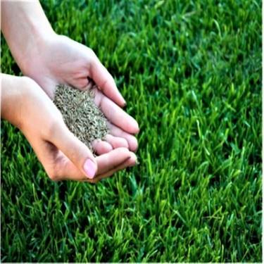 6lı Karışım Çim Tohumu