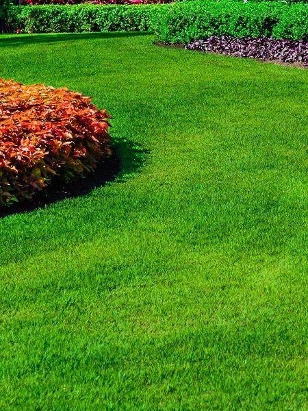 6lı Karışım Çim Tohumu