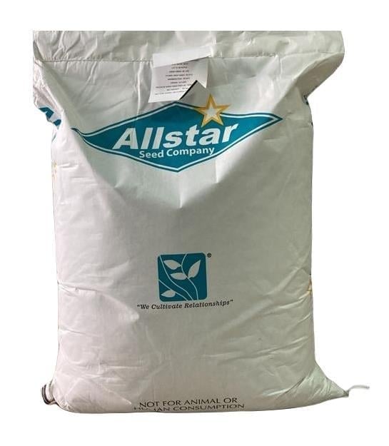 Bermuda (Uganda) Çim Tohumu