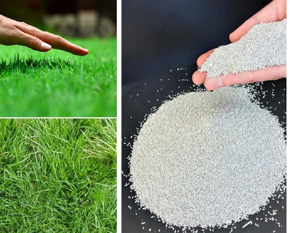 Bermuda (Uganda) Çim Tohumu