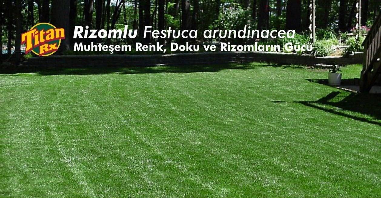 Festuca Arundinacea (Titan RX) 