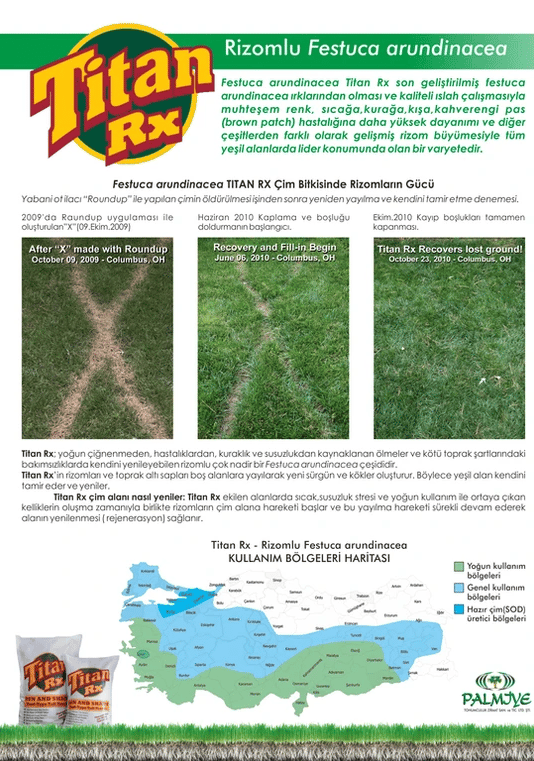 Festuca Arundinacea (Titan RX) 