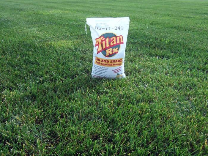 Festuca Arundinacea (Titan RX) 