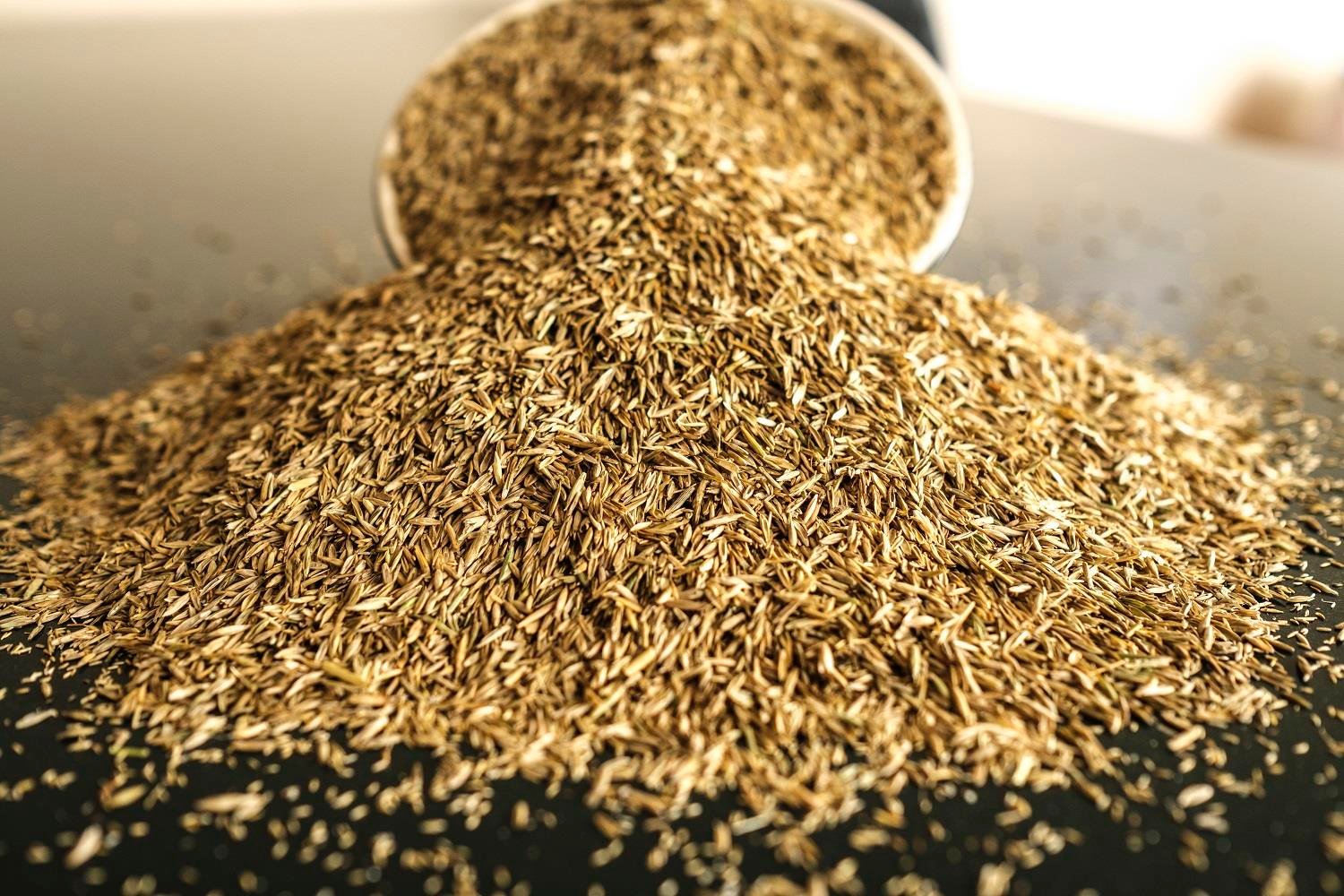 Lollium Perenne Çim Tohumu