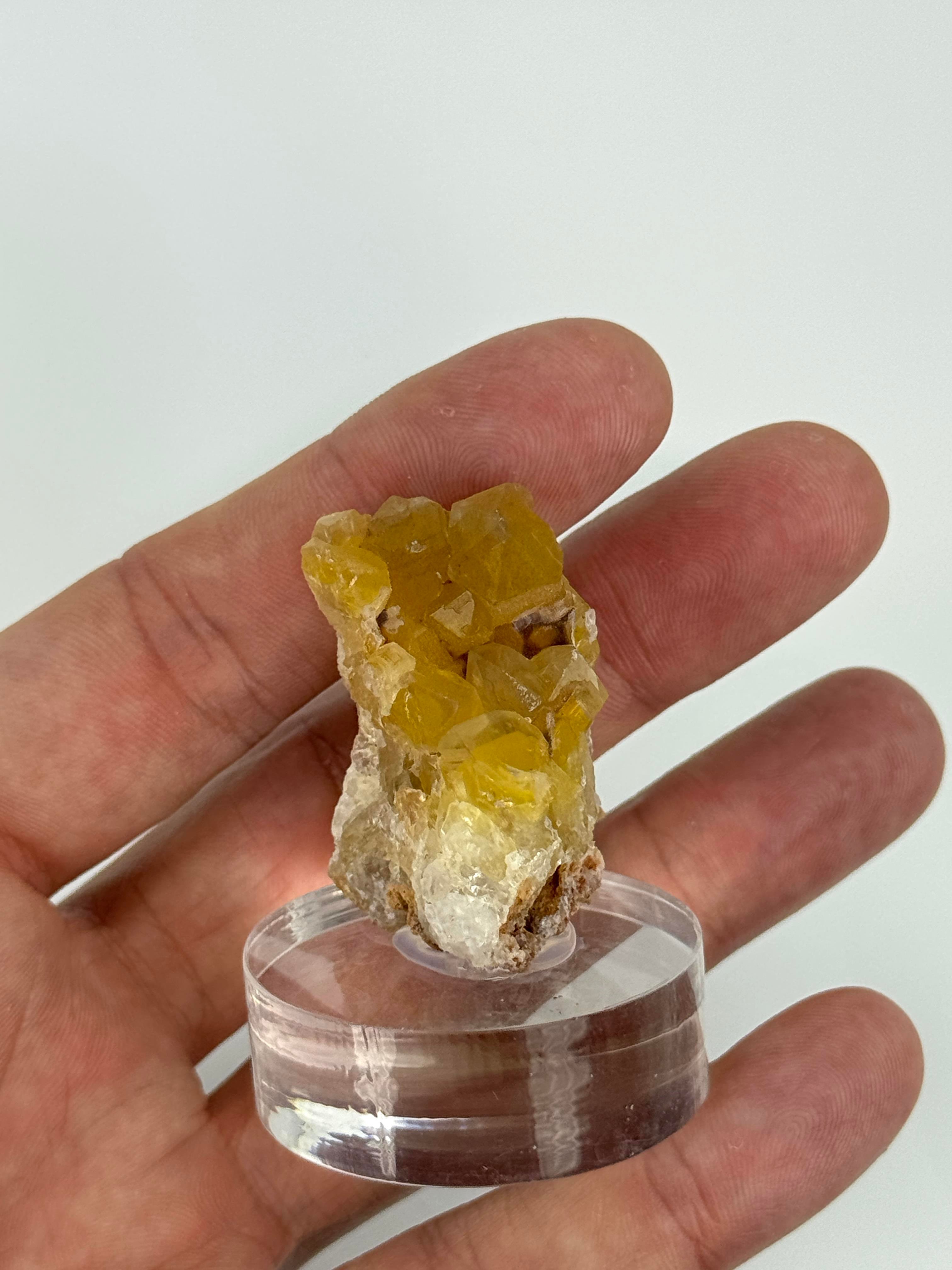 GOLDEN HEALER KUVARS 24 GR.