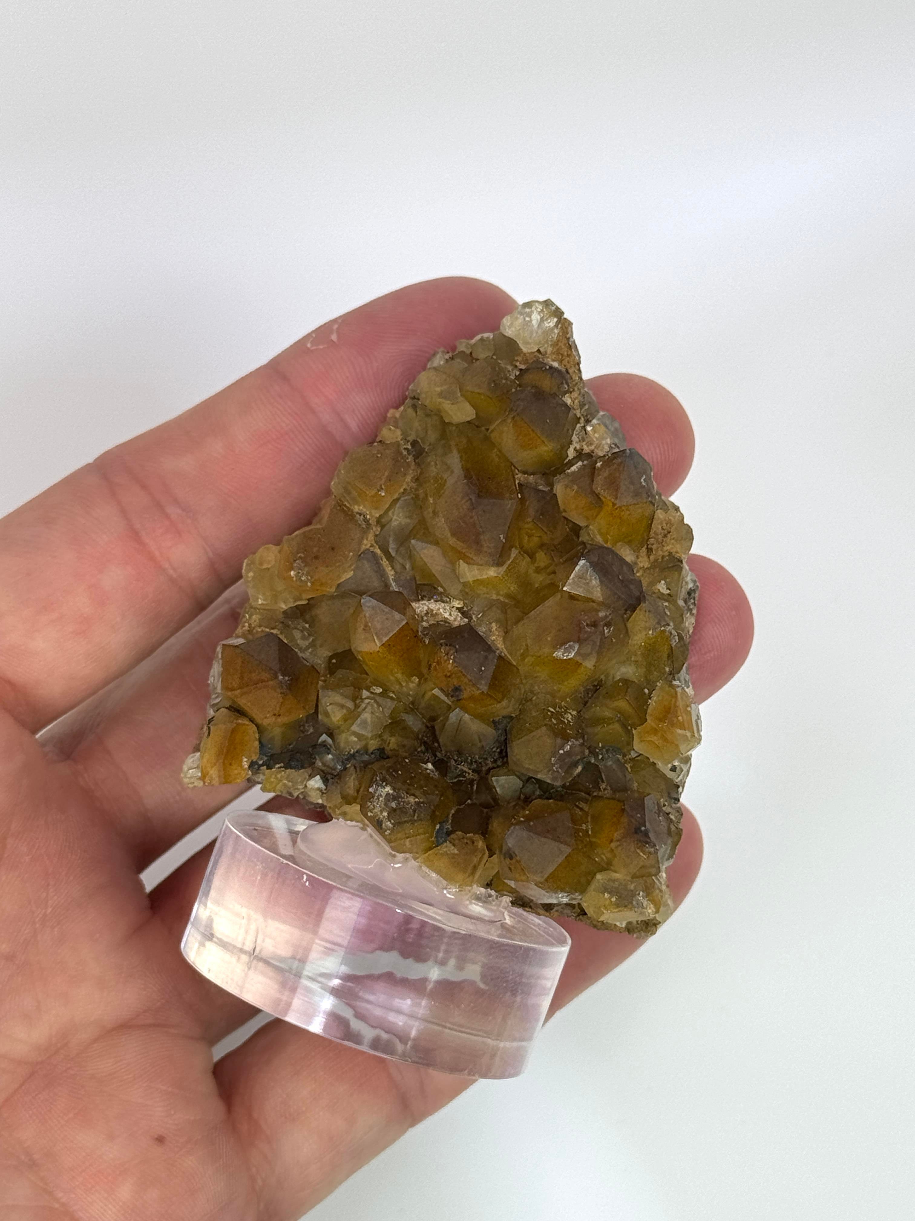 GOLDEN HEALER KUVARS 96 GR.