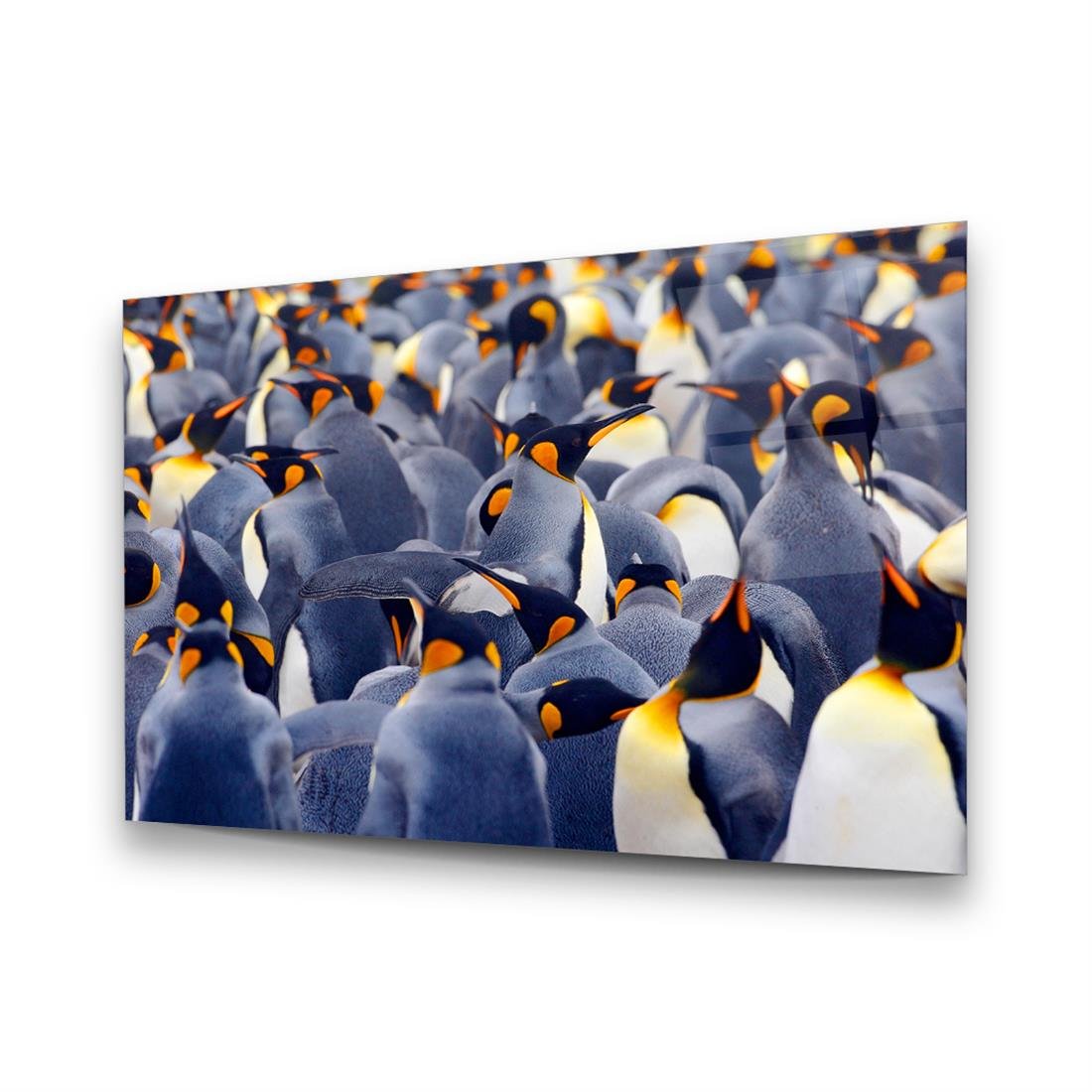 Antartika Penguenleri Yatay Cam Tablo