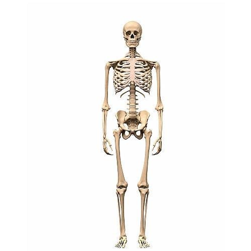 halloween-iskelet-170-cm-4339-b.jpg