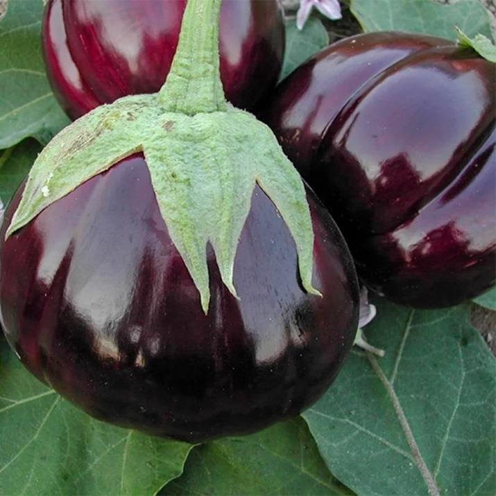 Topan Patlıcan Fidesi