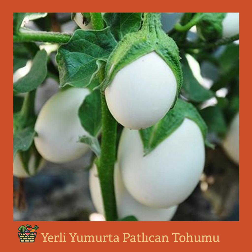 Yerli Beyaz Yumurta Patlıcan Tohumu (15 Adet)