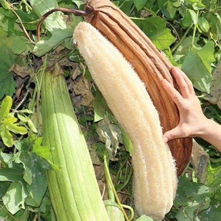 Yerli Lif Kabağı Fidesi (3 Adet)