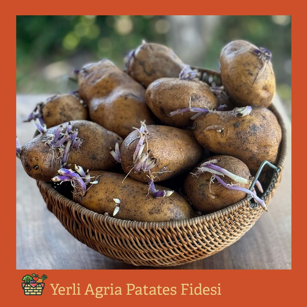 Yerli Patates Fidesi (1 KG.)