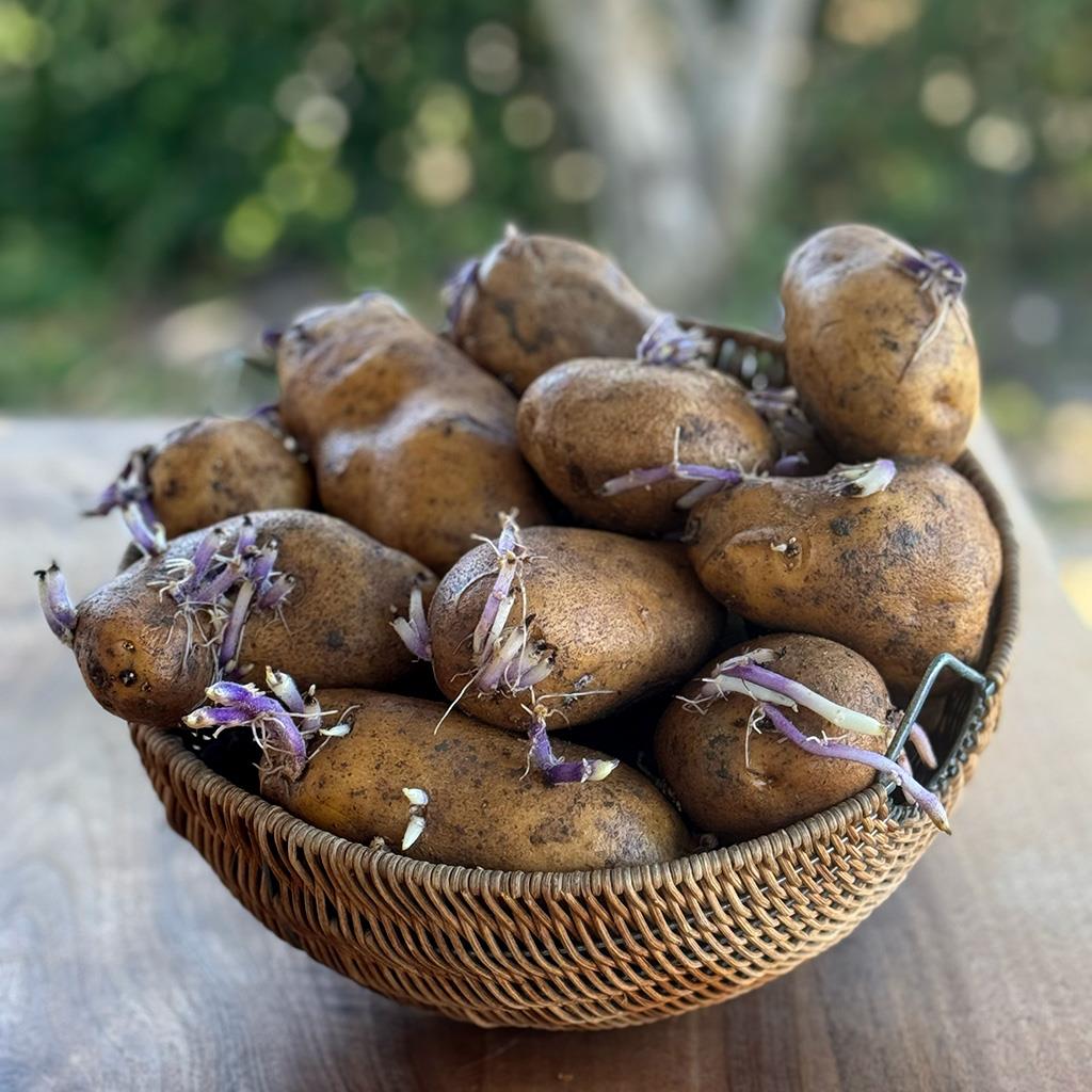 Yerli Patates Fidesi (1 KG.)