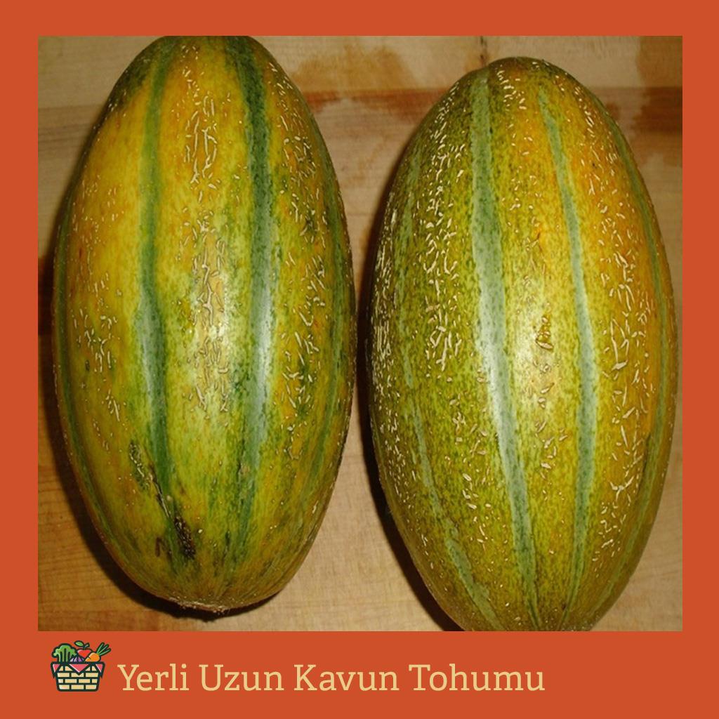 Yerli Uzun Kavun Tohumu (7 Adet)