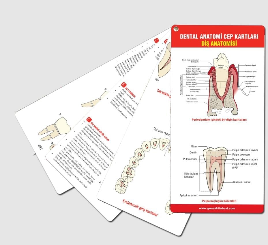 55. Yıl - Muhteşem Dental Anatomi Cep Kartları Seti