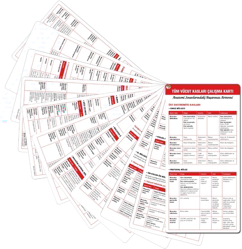 55. Yıl - Muhteşem Anatomi Cep Kartları Seti