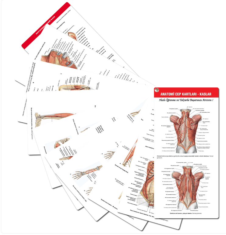55. Yıl - Muhteşem Anatomi Cep Kartları Seti