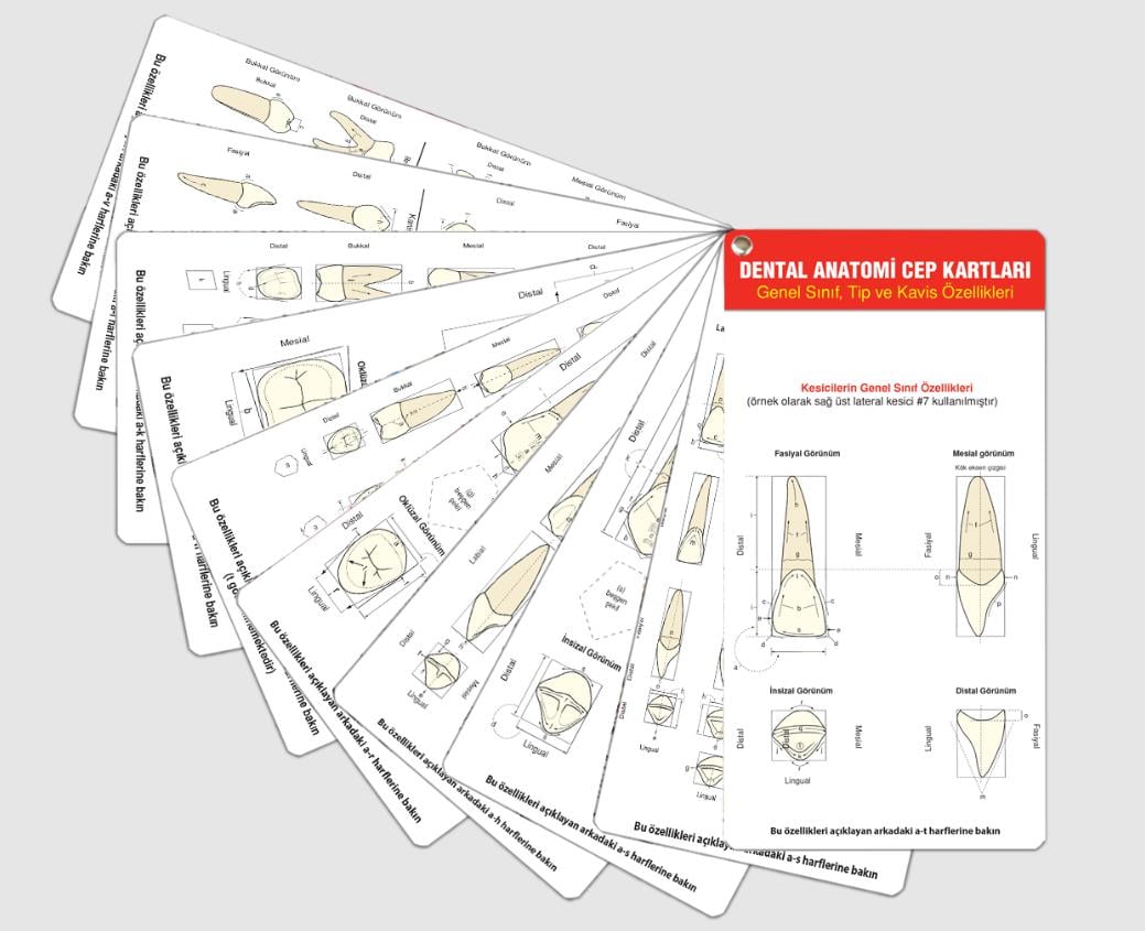 55. Yıl - Muhteşem Dental Anatomi Cep Kartları Seti
