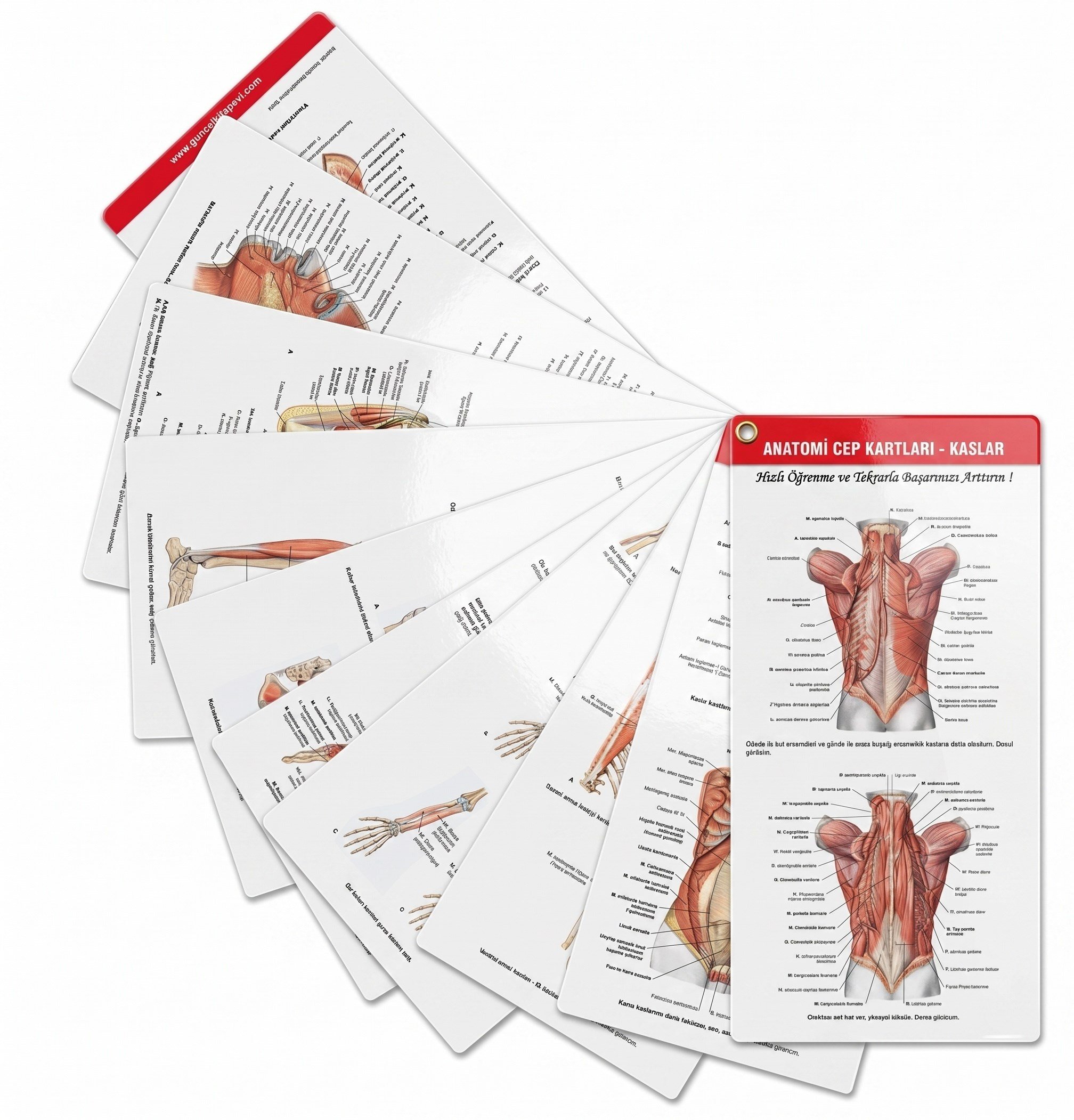 Anatomi Cep Kartları - Kaslar