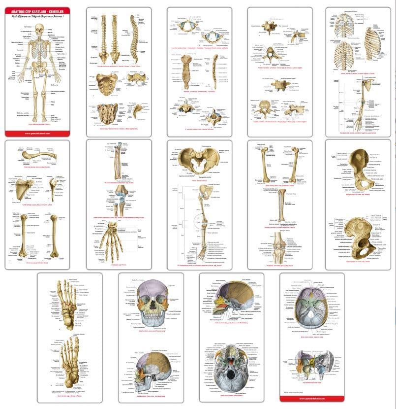 Anatomi Cep Kartları - Kemikler
