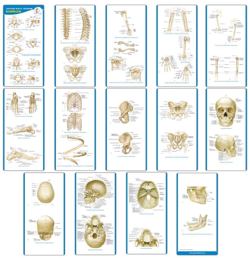 Anatomi Kolay Öğrenme – Kemikler Cep Kartı