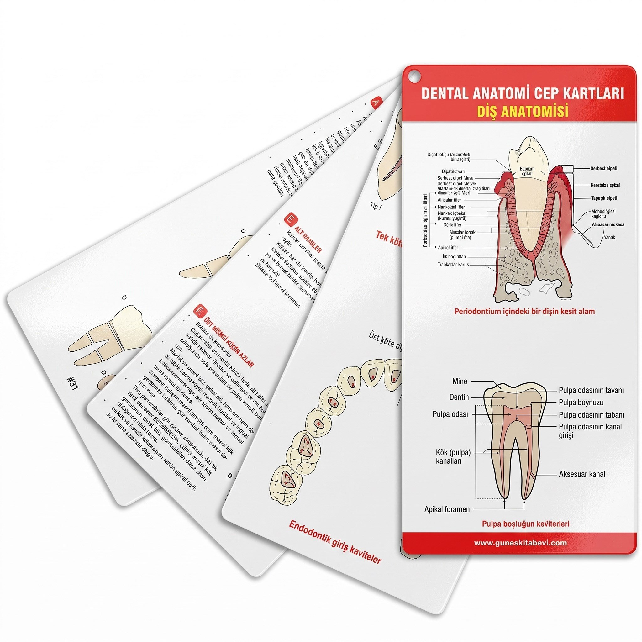 Dental Anatomi Cep Kartları Diş Anatomisi