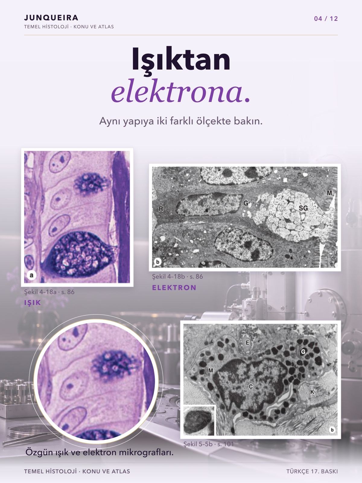 Junqueira Temel Histoloji Konu ve Atlas 17. Baskı