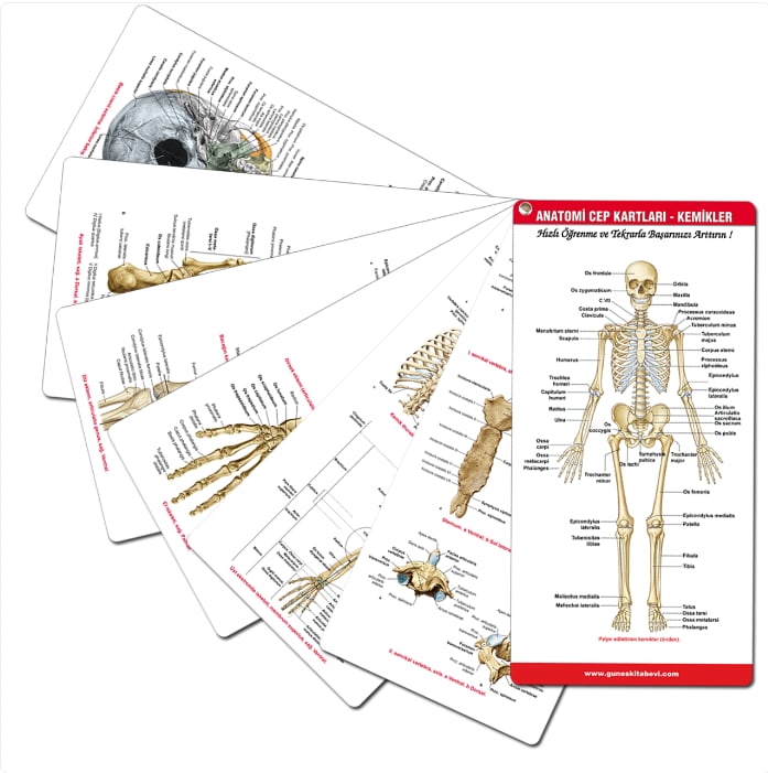 Sobotta İnsan Anatomisi Atlası Seti 4 Cilt + Anatomi Cep Kartları Seti